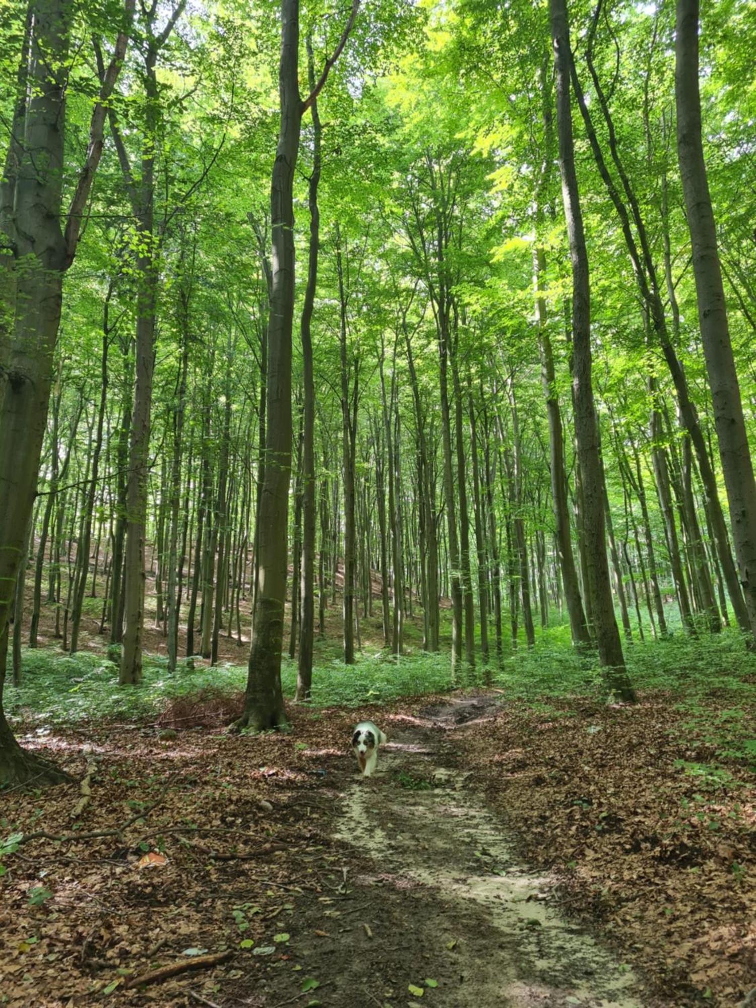 Sulęczyno Wigwam Dom Z Basenem Na Kaszubachヴィラ エクステリア 写真